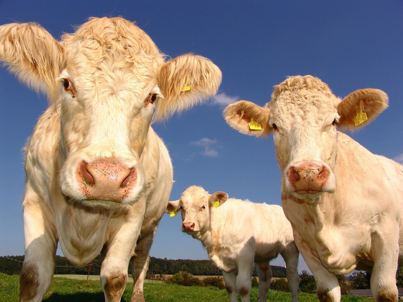 Three white cattle standing in a green pasture under a blue sky, representing Water management financing, orchard financing, pole barn financing, irrigation system financing, and funding for farm equipment purchases for modern agricultural operations.