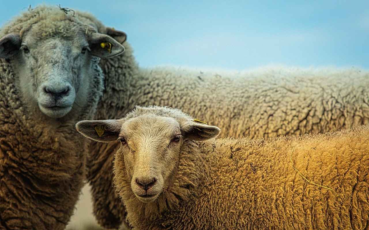 Sheep standing together in a pasture, representing sheep farm loans, barn financing, agricultural business financing, agricultural property financing, and tractor loans for expanding and modernizing livestock farming operations.
