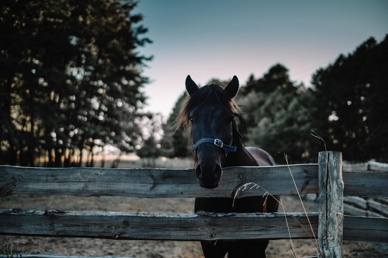 Horse standing behind a wooden fence on a rural farm, representing Wheat production loans, agricultural mortgage loans, farm payroll financing, hog farm financing, and sprayer financing that help agricultural businesses invest in livestock, farmland, equipment, and daily operations.