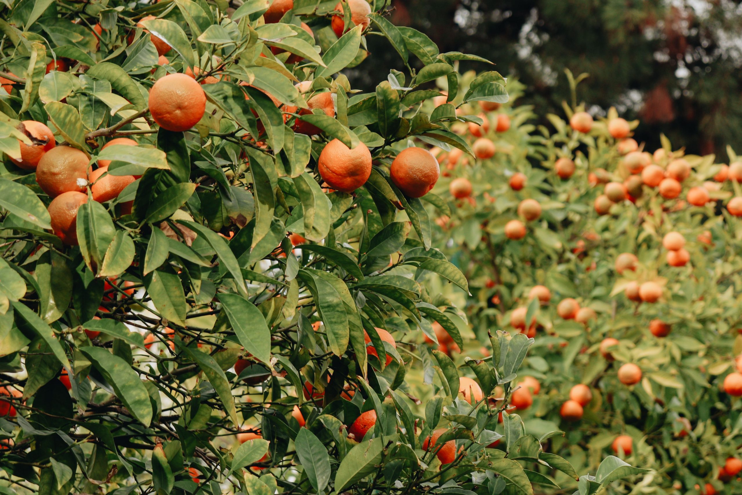 Rows of healthy citrus trees filled with ripe oranges, representing Agricultural infrastructure loans, water storage financing, breeding stock financing, revolving credit for farmers, and farm acreage loans that support orchard expansion, farm improvements, and long-term agricultural success.