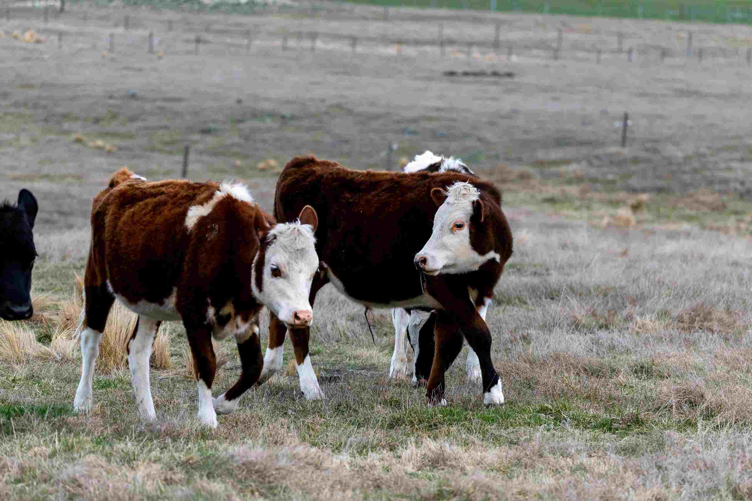 Cattle grazing in an open pasture representing Farm vehicle financing, grain storage financing, farm capital financing, loans for buying agricultural land, and agricultural startup loans for expanding modern livestock operations.