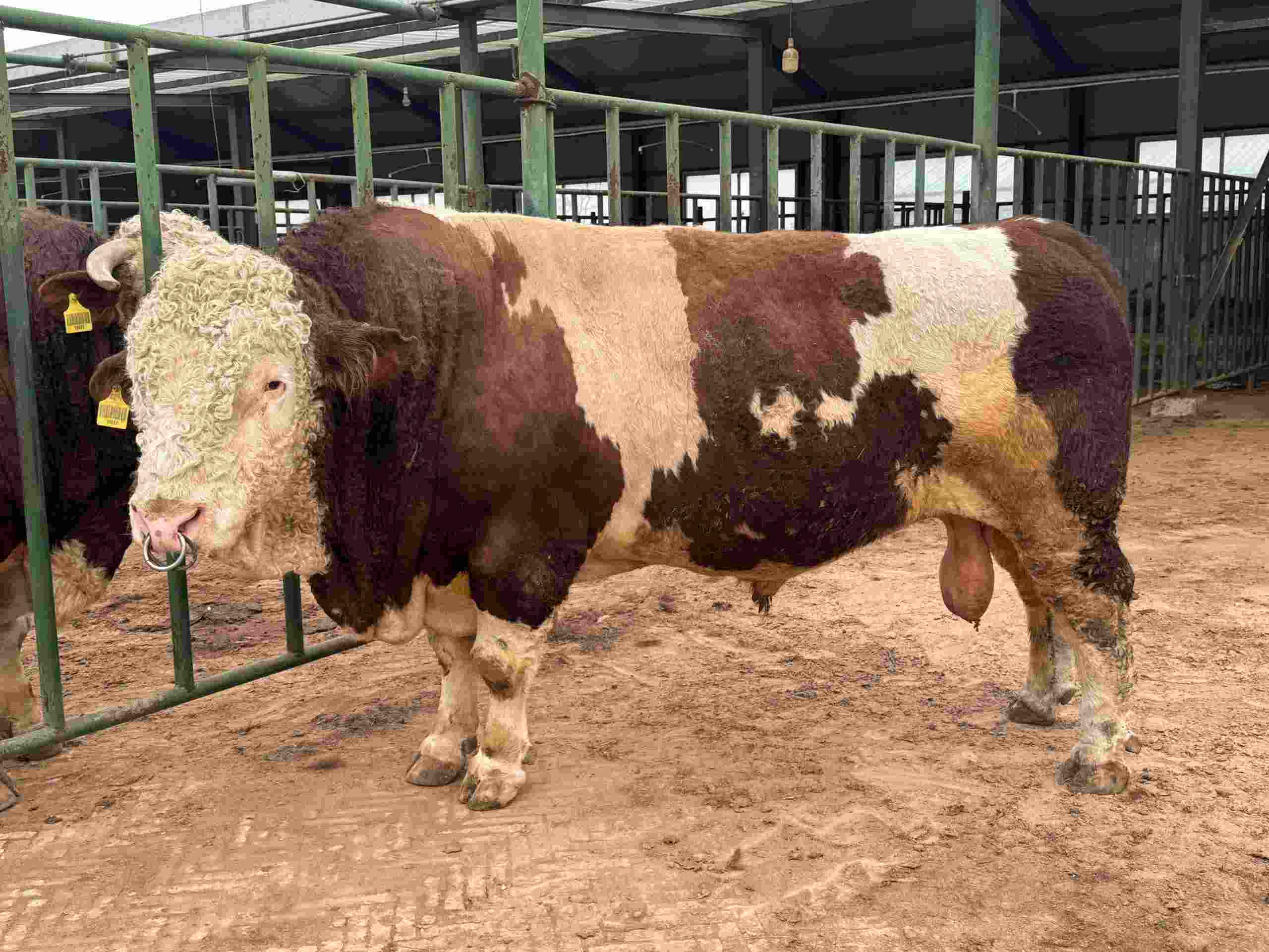 Large dairy bull standing inside a modern livestock facility, representing Financing a livestock operation, robotic milking system financing, agricultural technology loans, farm software financing, and farm expansion financing for efficient agricultural growth.