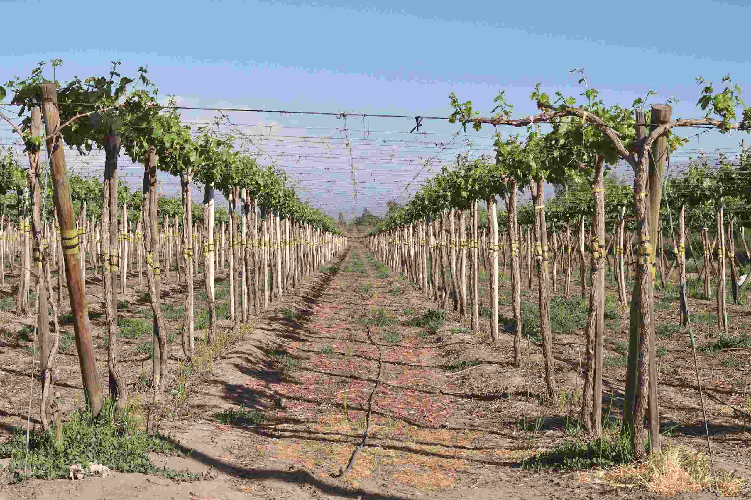 Rows of healthy grapevines growing in a well-maintained vineyard, representing vineyard financing, cotton farm financing, agribusiness expansion financing, equipment shed financing, and seed financing that support agricultural growth and long-term farm investments.