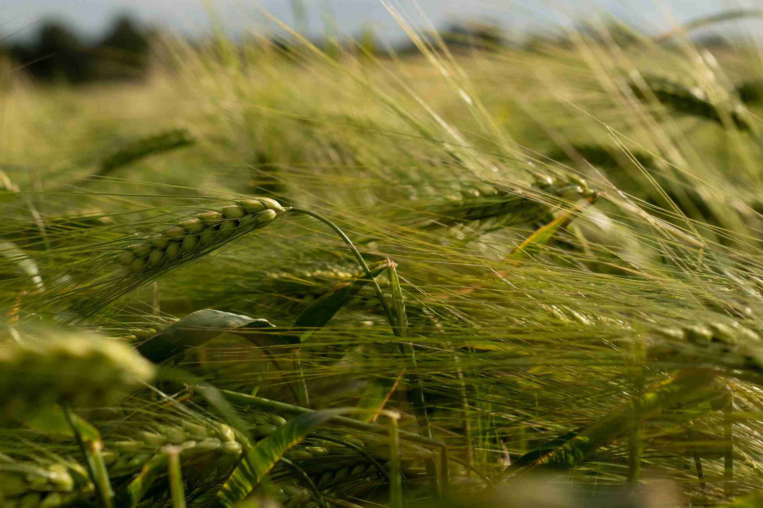 Close-up of a healthy grain crop growing in a field, representing Biomass system financing, farm loan application, agricultural business growth financing, smart farming financing, and chemical input financing for modern agricultural operations.