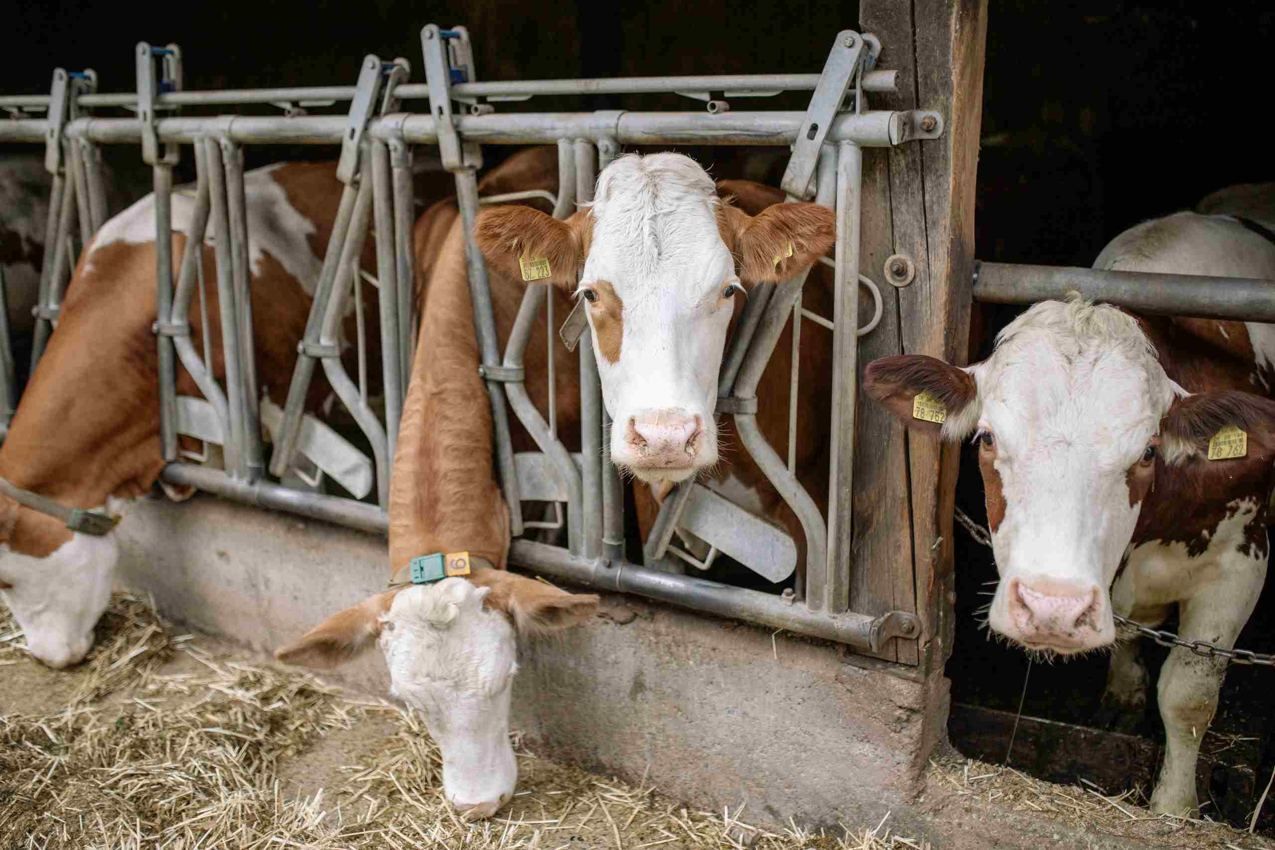 Brown and white dairy cows standing in a modern feeding barn, representing Agricultural construction loans, water storage financing, farm water system loans, precision planting financing, and GPS farm equipment financing for efficient and sustainable farming operations.