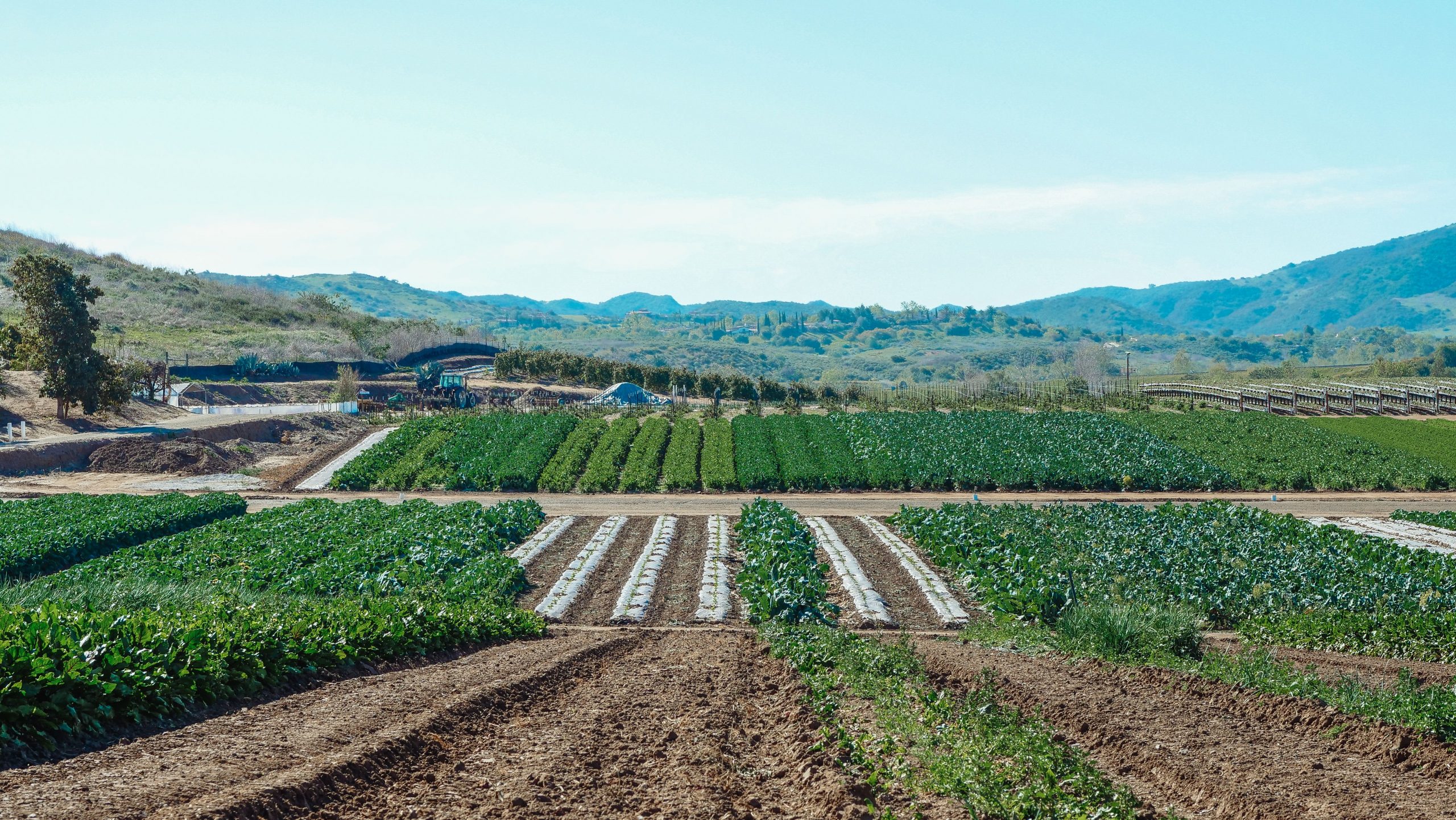 Rows of healthy crops growing across a large agricultural field, representing produce farm financing, agricultural land financing, farm line of credit, combine harvester financing, and agricultural working capital used to support productive and profitable farming operations.