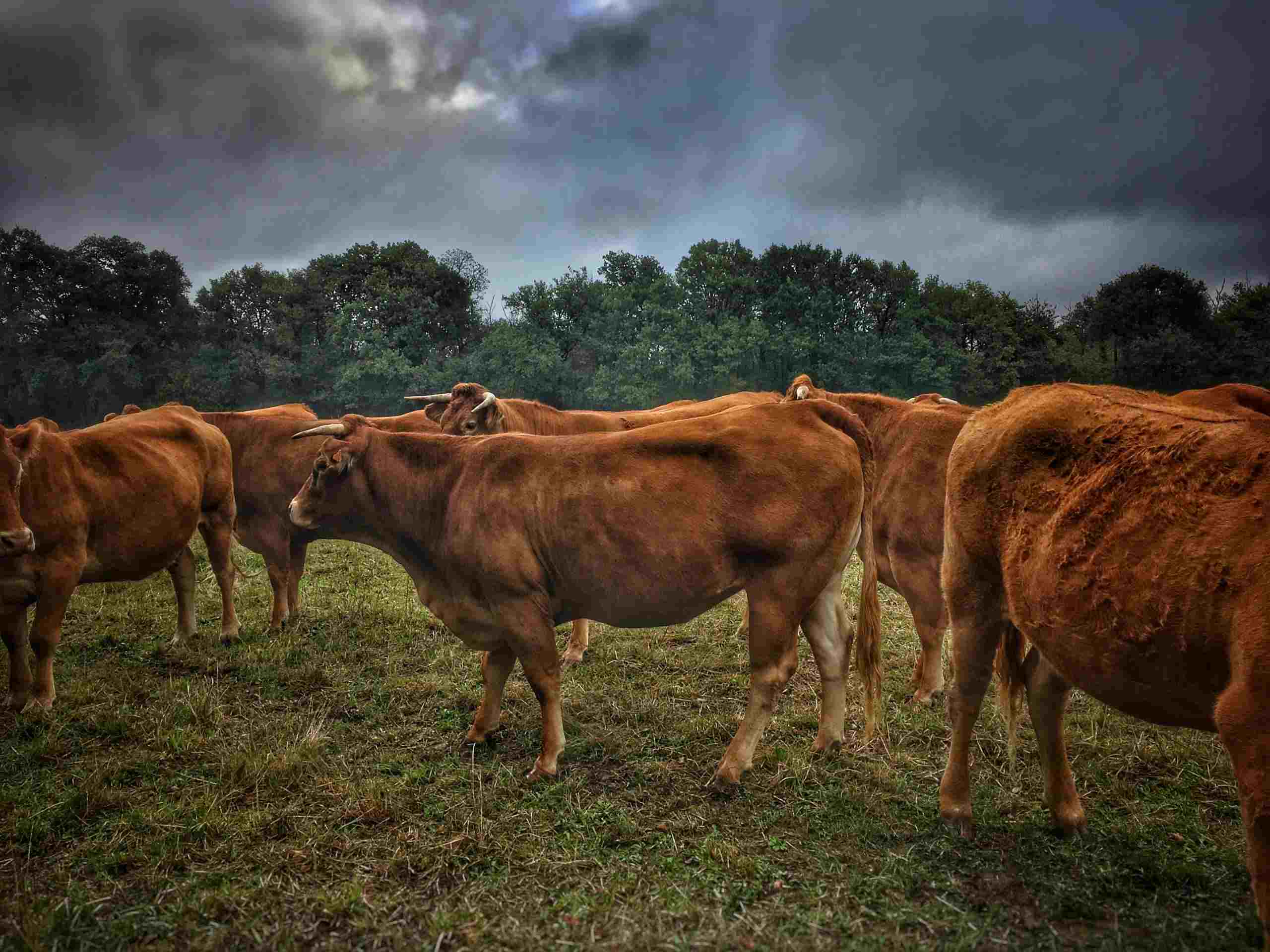 Brown cattle grazing in a pasture beneath a cloudy sky, representing Solar financing for farms, agricultural solar loans, drone financing for agriculture, farm working capital solutions, and rural business financing for modern agricultural operations.
