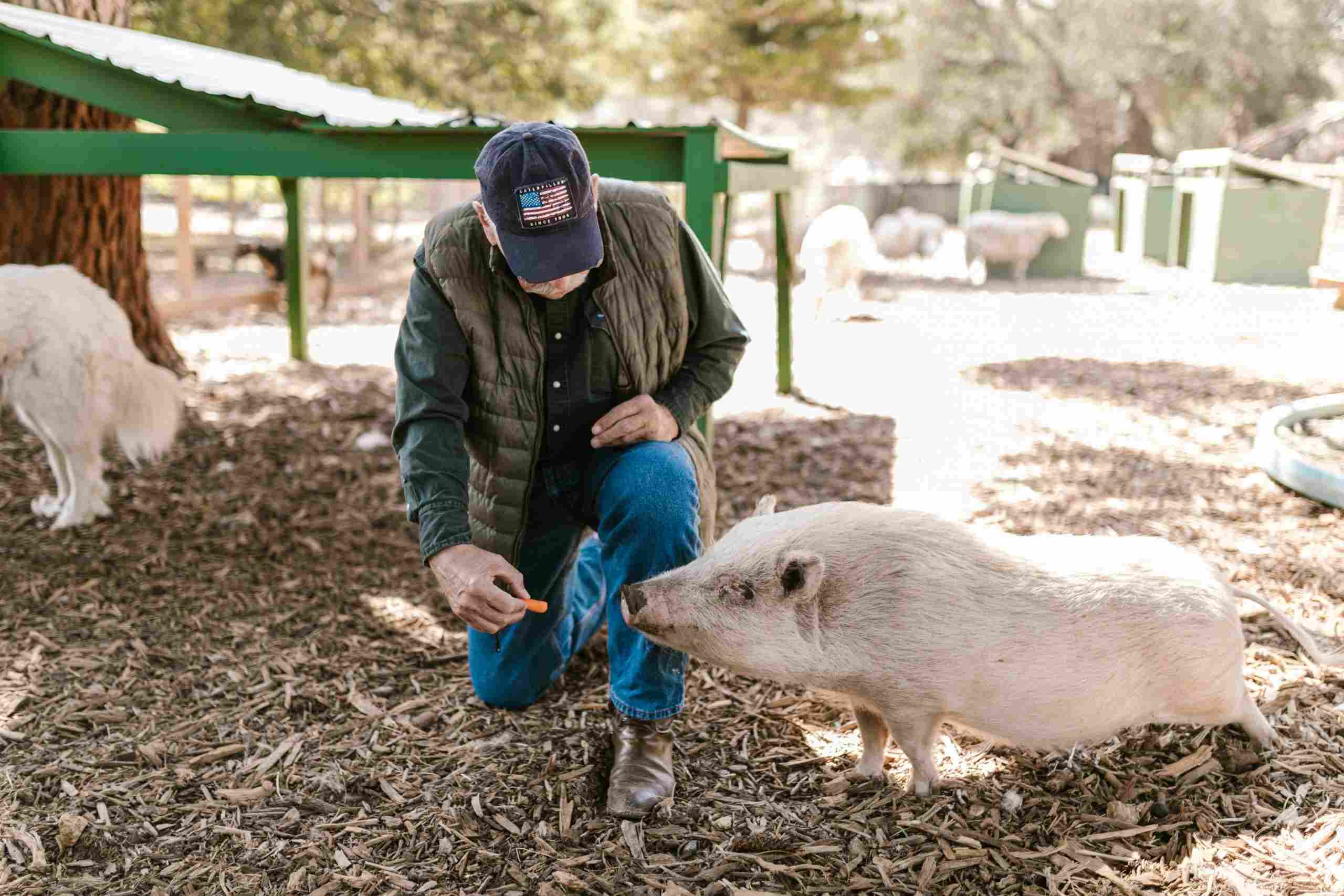 Farmer interacting with livestock on a well-maintained farm, representing new farm equipment loans, agricultural well financing, irrigation financing, land purchase loans for farmers, and farm machinery loans that help agricultural operations expand, modernize, and improve productivity.